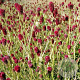 Sanguisorba 'Thunderstorm' GM P9