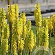Kniphofia 'Lemon Popsicle' GM P9