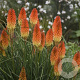 Kniphofia Magical Snow Torch GM P9