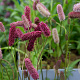 Sanguisorba menziesii GM P9