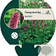 Sanguisorba menziesii GM P9