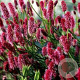 Sanguisorba menziesii GM P9
