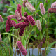 Sanguisorba menziesii GM P9