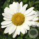 Leucanthemum (S) 'Brightside' GM P9