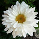 Leucanthemum (S) 'Victorian Secret' GM P9