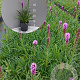 Liatris spicata 'Kobold' GM 2,0L