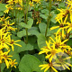 Ligularia hessei 'Gregynog Gold' GM P9