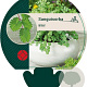 Sanguisorba minor GM P9