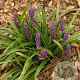 Liriope muscari 'John Burch' GM P9