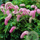Sanguisorba obtusa GM P9