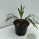 Liriope muscari 'Monroe White' GM 2,0L