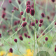 Sanguisorba officinalis GM P9