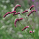 Sanguisorba tenuifolia GM P9