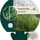 Sanguisorba tenuifolia alba GM P9