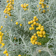 Santolina chamaecyparissus GM P9