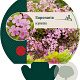 Saponaria ocymoides GM P9