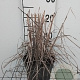 Miscanthus sin. 'Ferner Osten' GM 2,0L
