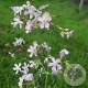 Saponaria officinalis GM P9