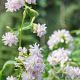 Saponaria officinalis GM P9