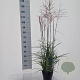 Miscanthus sin. 'Ferner Osten' GM C3