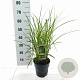 Miscanthus sin. 'Ferner Osten' GM C3
