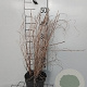 Miscanthus sin. 'Morning Light' GM 2,0L