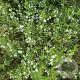 Satureja hortensis GM P9