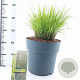 Molinia caerulea 'Heidebraut' 60-100 cm 12L