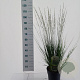 Molinia caerulea 'Heidebraut' 60-100 cm 12L