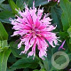 Monarda Balmy Pink GM P9