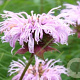 Monarda bradburiana 'Maramek' GM P9