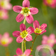 Saxifraga (A) 'Purpurteppich' GM P9