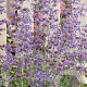 Nepeta 'Dropmore' GM P9