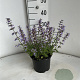 Nepeta 'Purssian Blue' GM 2,0L