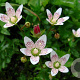 Saxifraga rotundifolia GM P9