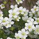Saxifraga (A) 'Schneeteppich' GM P9
