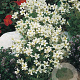 Saxifraga (A) 'Schneeteppich' GM P9
