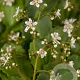 Saxifraga urbium GM P9