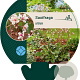 Saxifraga urbium GM P9