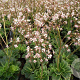 Saxifraga urbium GM P9