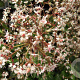 Saxifraga urbium GM P9