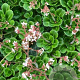 Saxifraga urbium GM P9