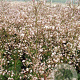 Saxifraga urbium GM P9