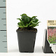 Saxifraga urbium GM P9