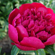 Paeonia 'Many Happy Returns' GM  P11