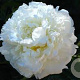 Paeonia (LD) 'Marie Lemoine' GM  P11