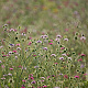 Scabiosa columbaria GM P9