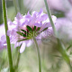 Scabiosa columbaria GM P9