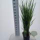 Panicum virgatum 'Northwind' 60-120 cm 12L