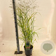 Panicum virgatum 'Prairie Sky' 60-90 cm 6,5L